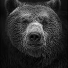 .Ursus.