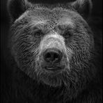 .Ursus.