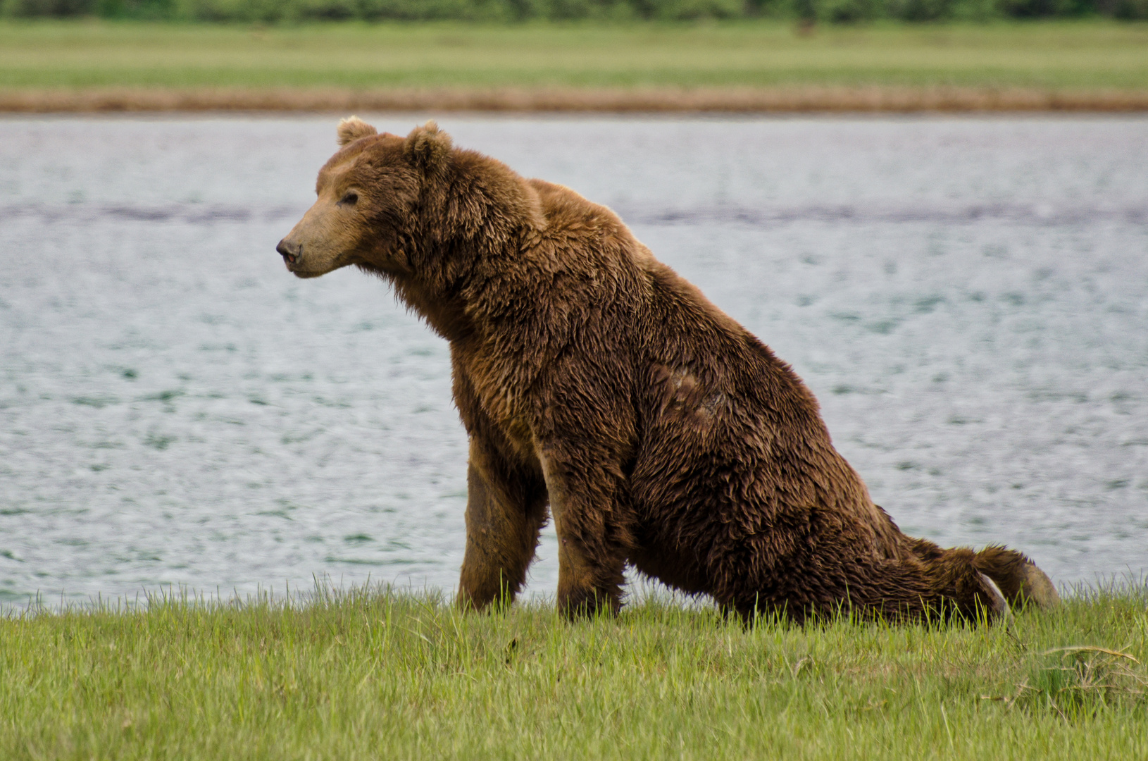 Ursus horribilis