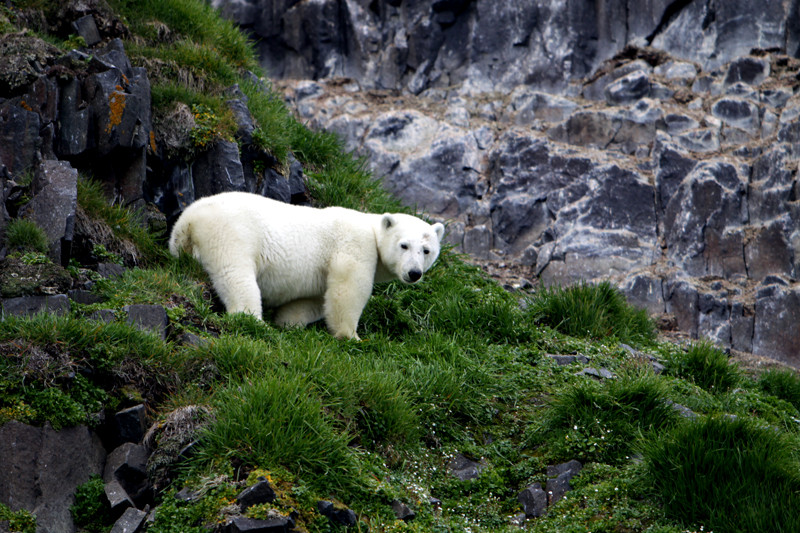 Ursus maritimus