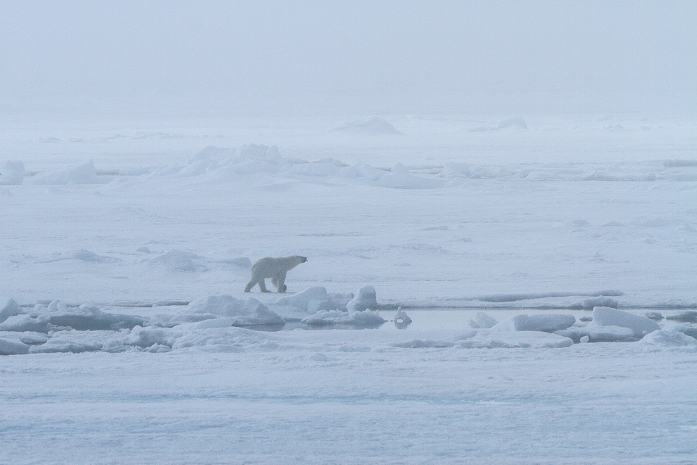 Ursus Maritimus