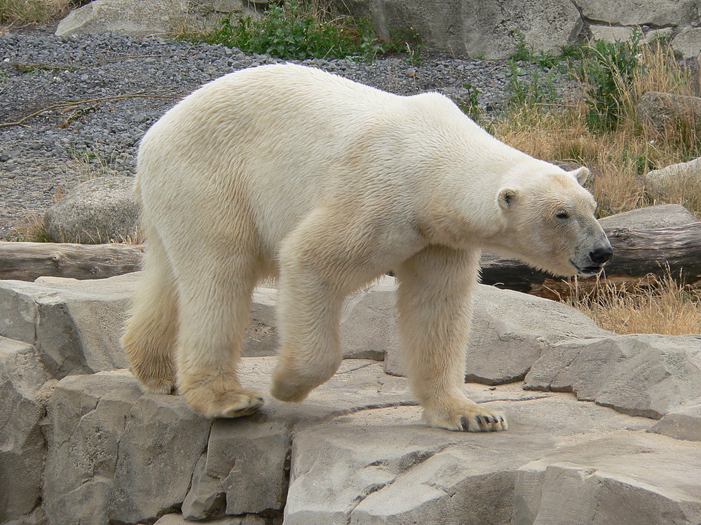 Ursus maritimus