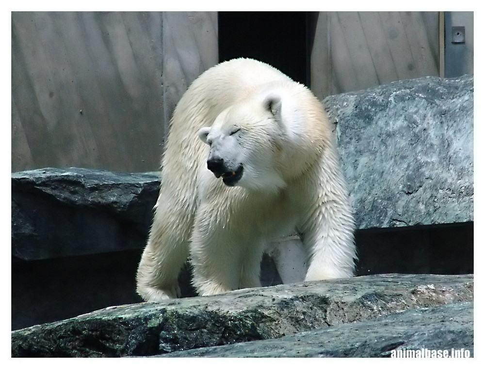 Ursus maritimus - Eisbär lll