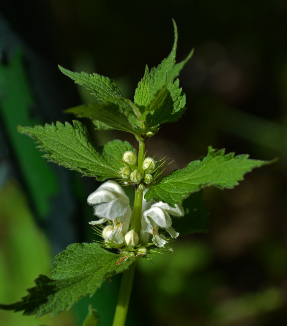 Urtica dioica