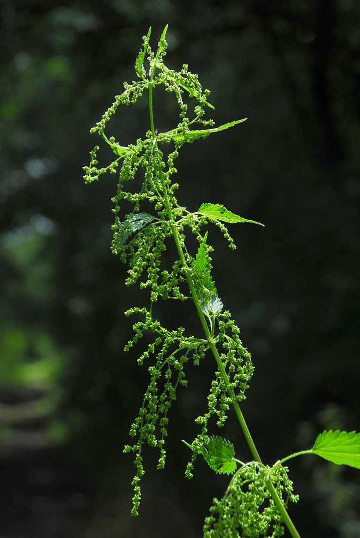 Urtica dioica - die Große Brennessel