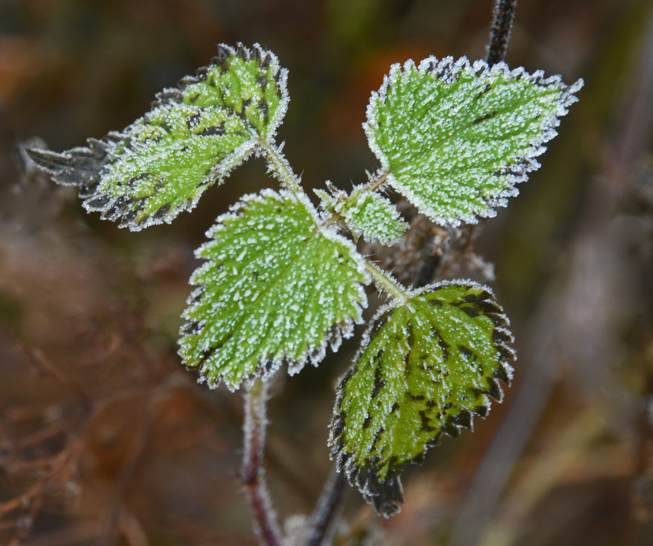 Urtica dioica in gold morning