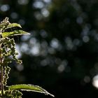 Urtica im Gegenlich