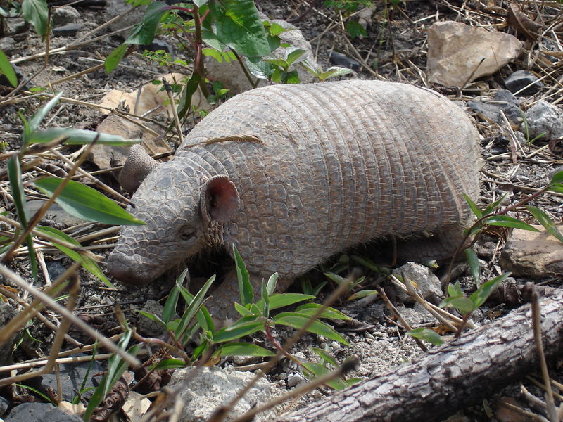 Urtier in meinem Garten