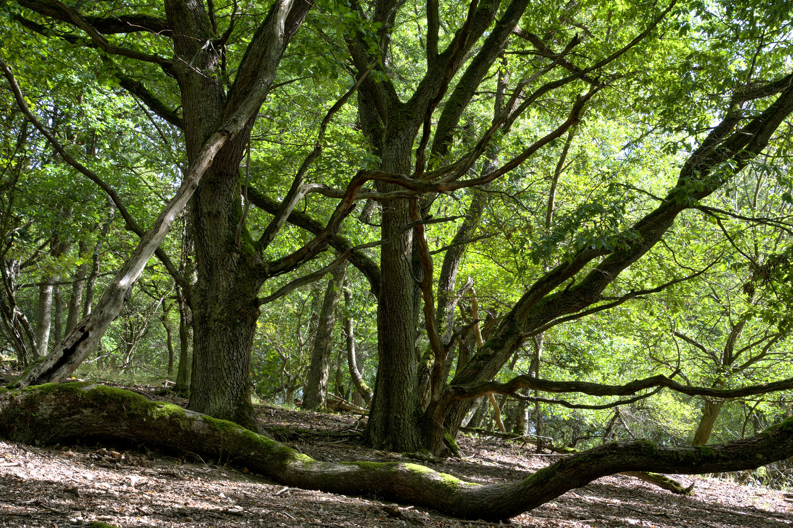 Urtümlicher Laubwald