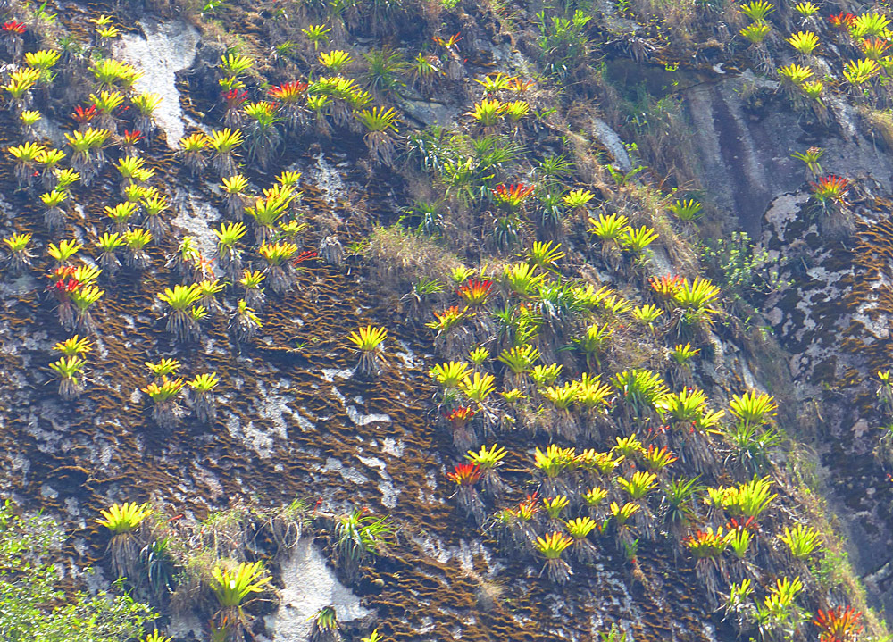 Urubamba Bromelien