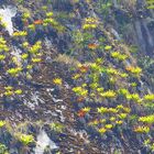 Urubamba Bromelien