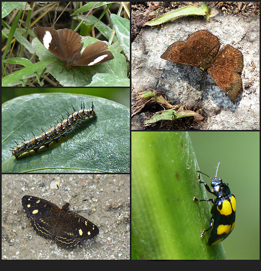 Urubamba - Insekten