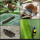 Urubamba - Insekten