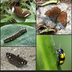 Urubamba - Insekten