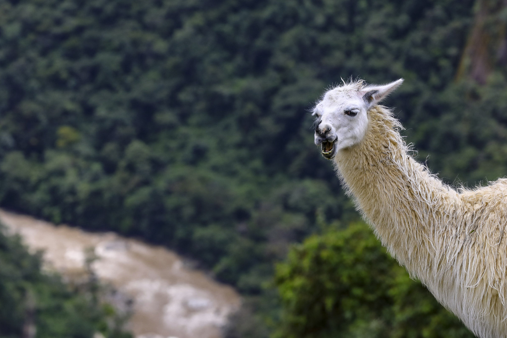 Urubambaaaaaa......!! 