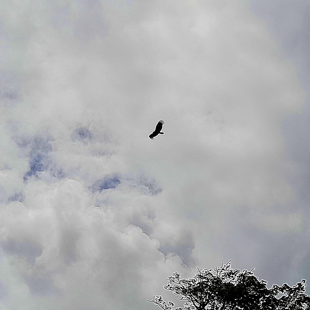 " URUBU RAPACE CIEL DE CAYENNE " JAK ARNOULD ©ADAGP