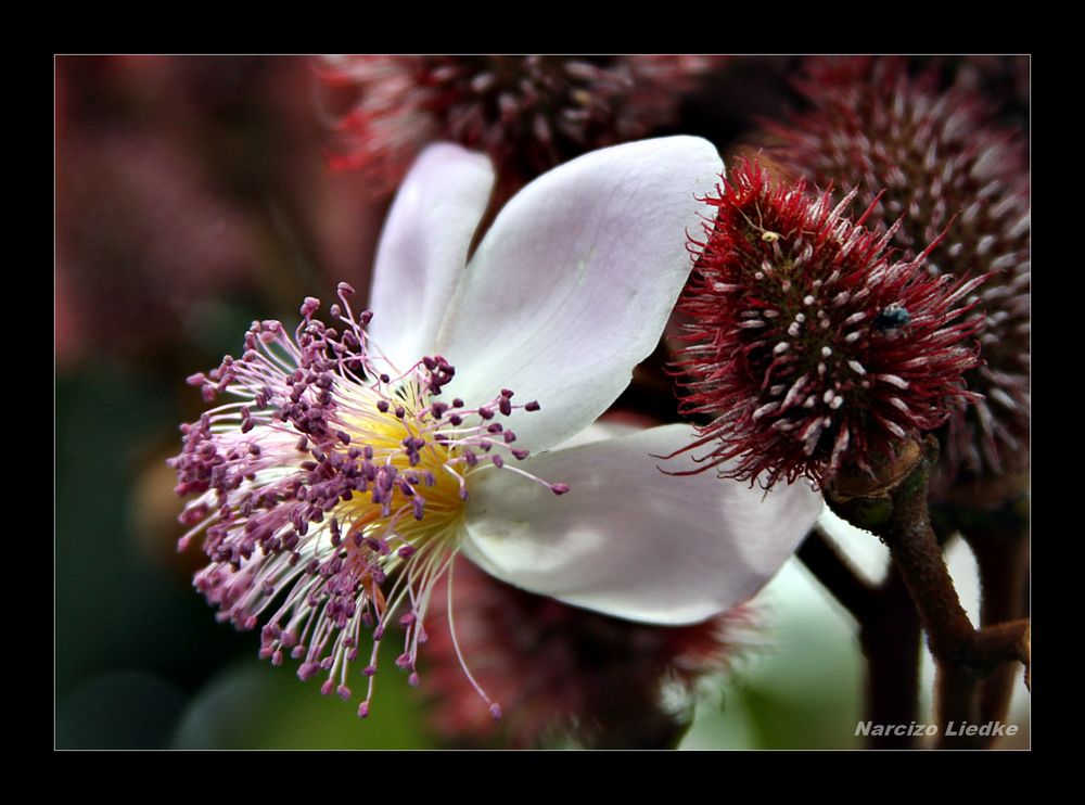 Urucum