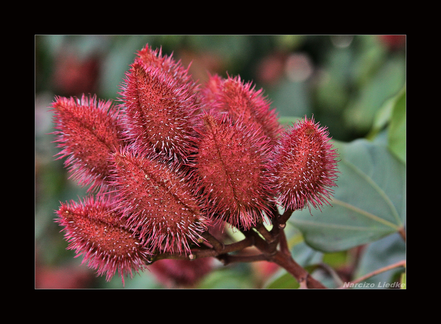 URUCUM