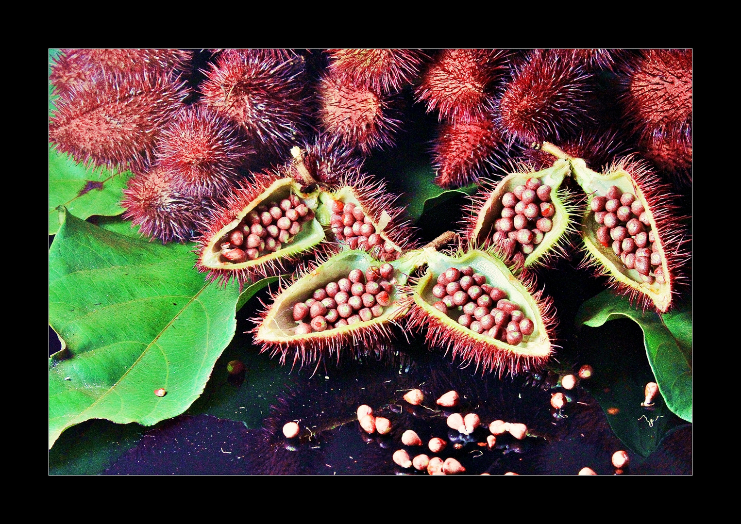 URUCUM II