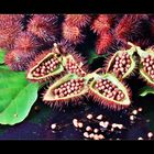 URUCUM II