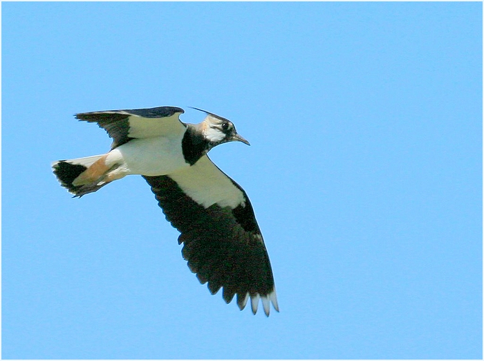 urururur......enkel der Flugsaurier