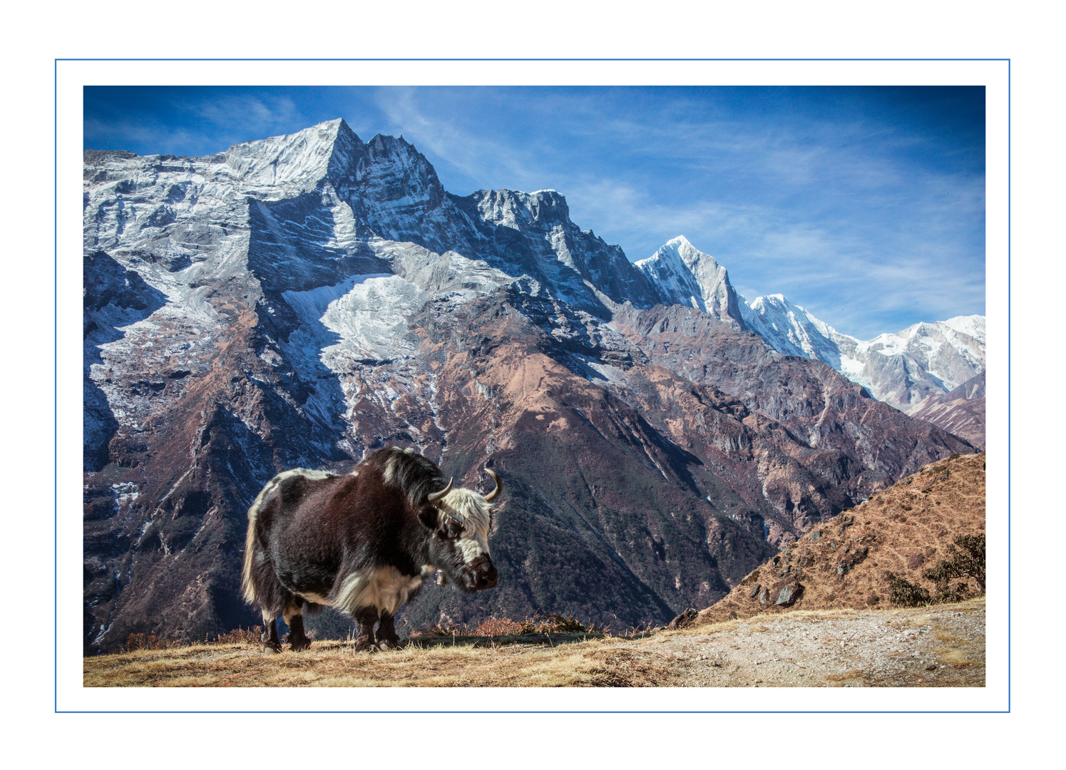 Urviech - Ein Yak im Hochgebirge