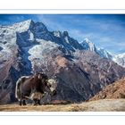 Urviech - Ein Yak im Hochgebirge