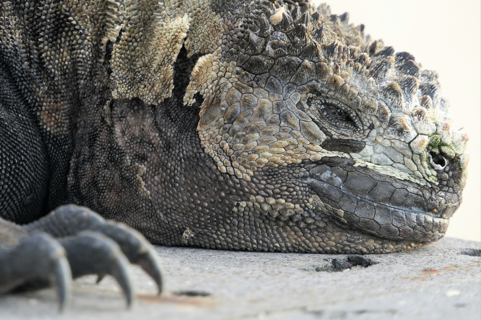 Urvieh auf Galapagos