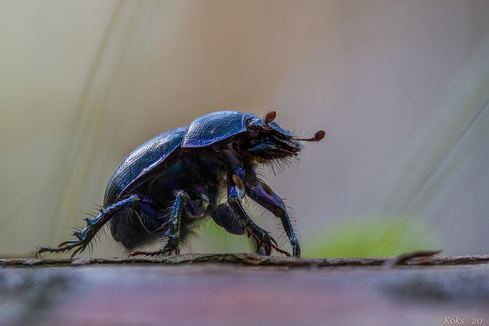 Urvieh Geotrupidae