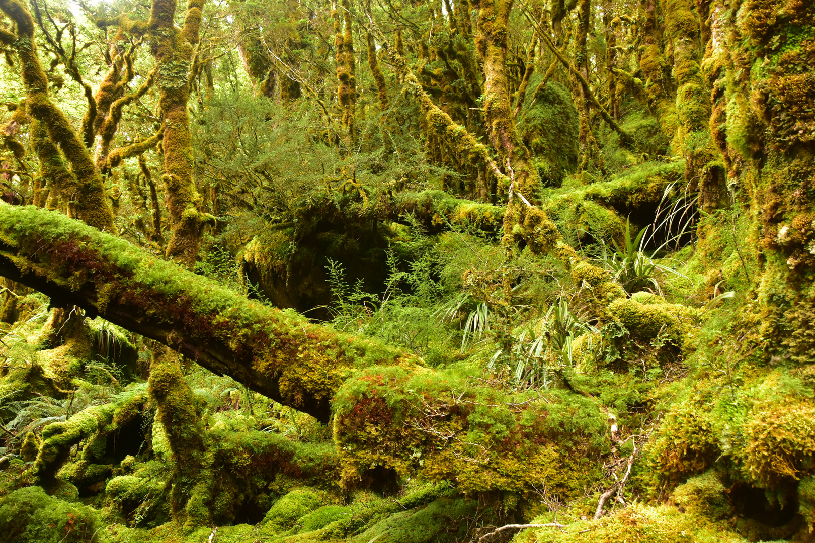 Urwald Foto & Bild | landschaft, natur Bilder auf fotocommunity