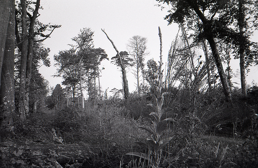 Urwald 2, Bretagne 1991