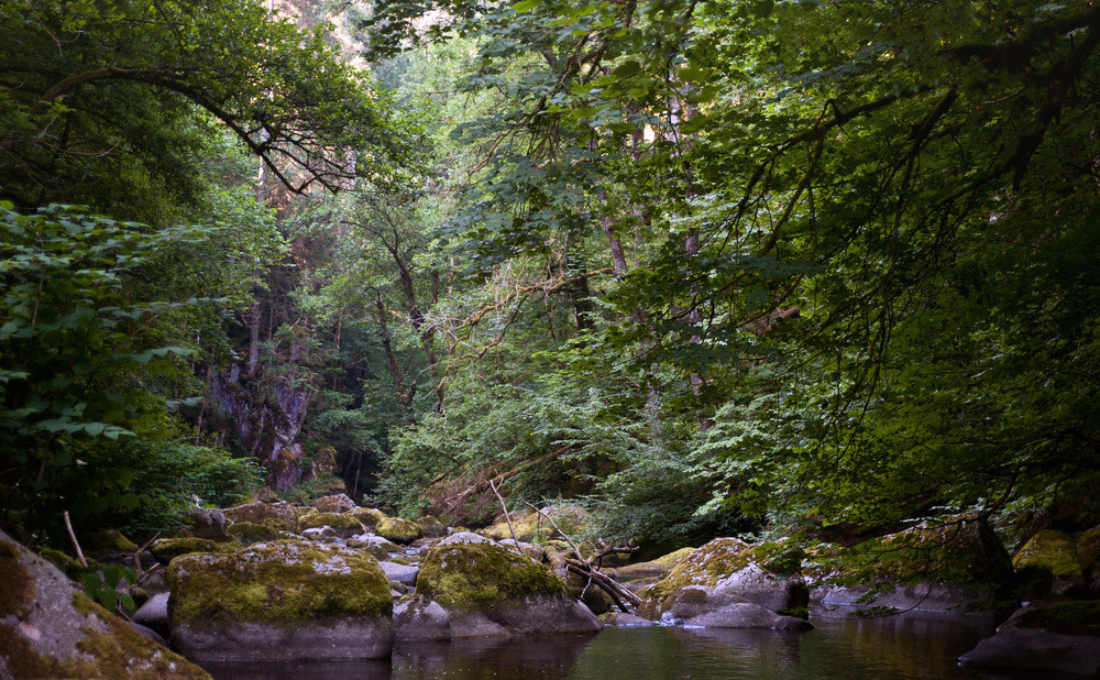 Urwald Ähnlich