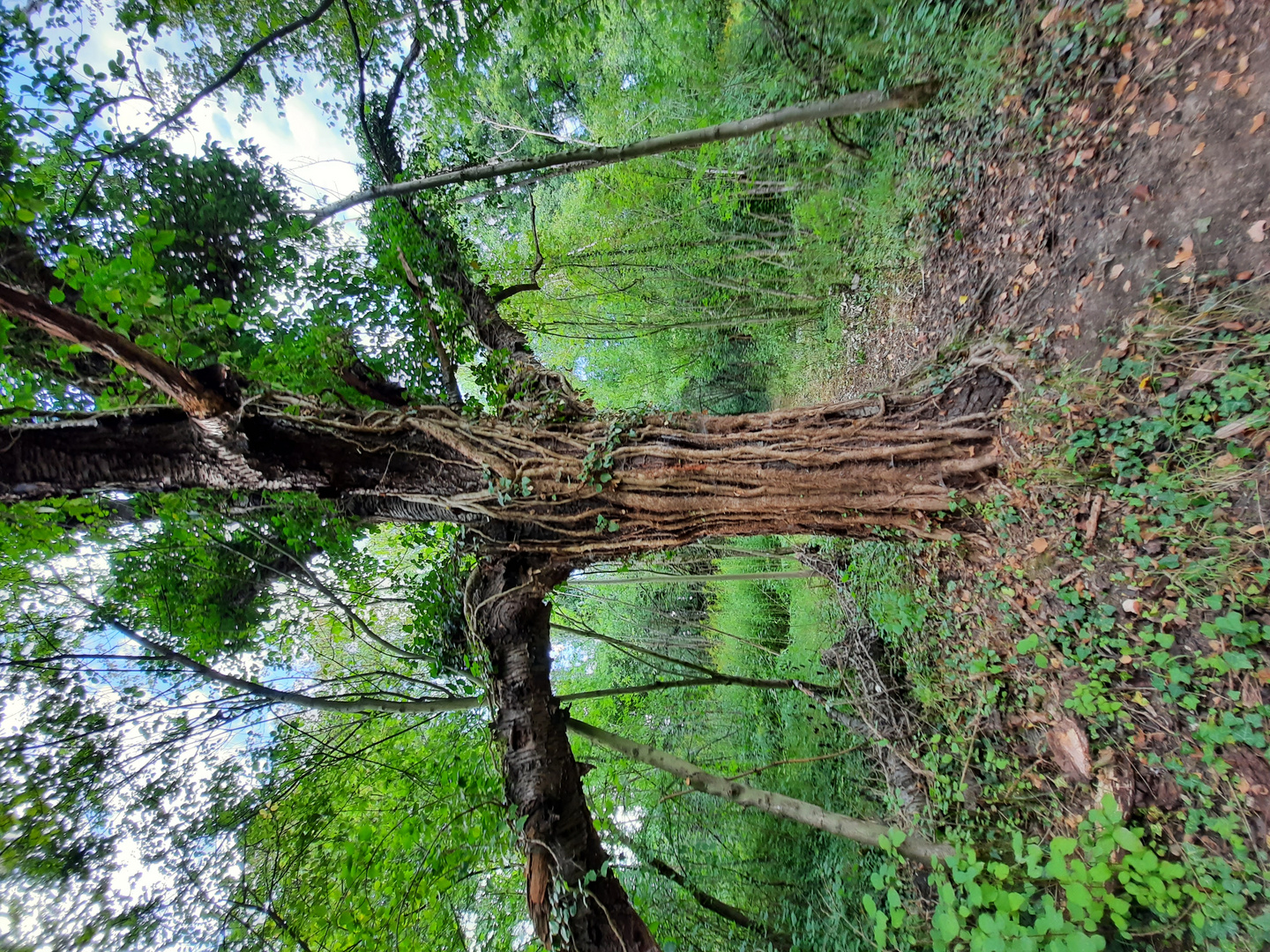 Urwald ähnlicher Baum 