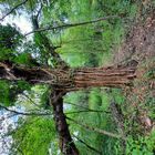 Urwald ähnlicher Baum 