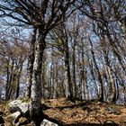 Urwald am Col de la Schlucht in den Vogesen