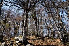 Urwald am Col de la Schlucht in den Vogesen