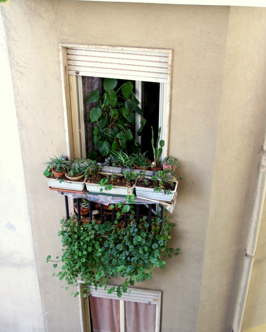 Urwald am Fenster