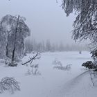 Urwald am Hohlohsee