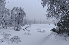 Urwald am Hohlohsee