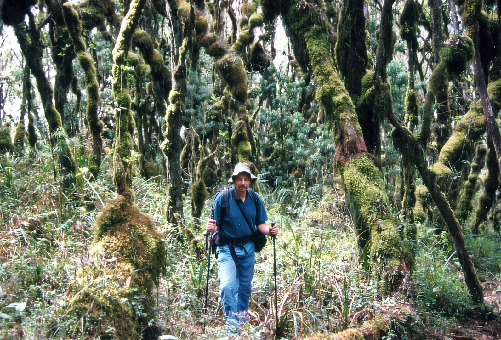 Urwald am Kilimanjaro