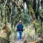 Urwald am Kilimanjaro