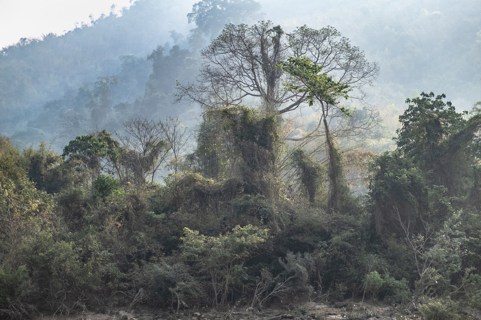 Urwald am Mekong