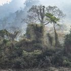 Urwald am Mekong