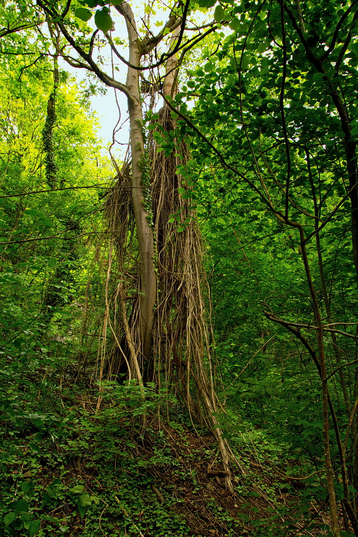 Urwald am Neckar 2