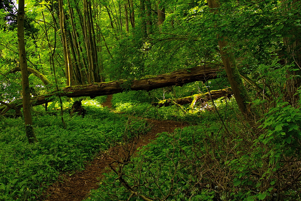 Urwald am Neckar