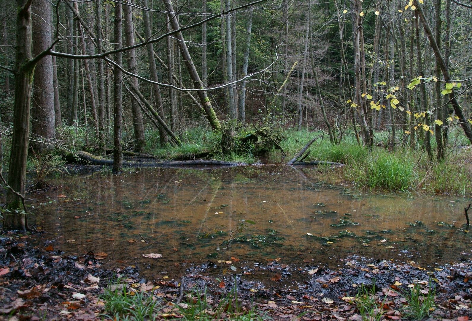 Urwald am Saarbrücken, Netzbach