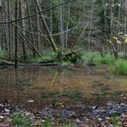 Urwald am Saarbrücken, Netzbach