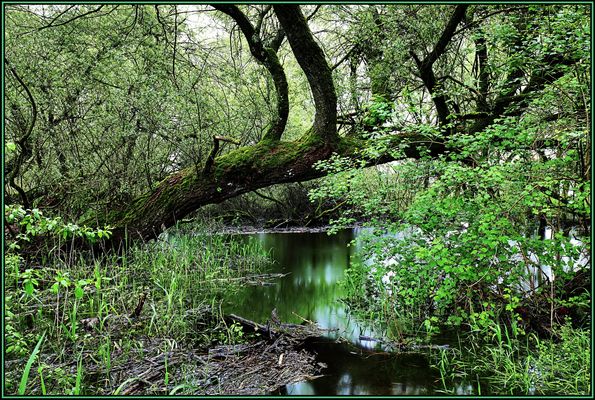 Urwald an der Aare I