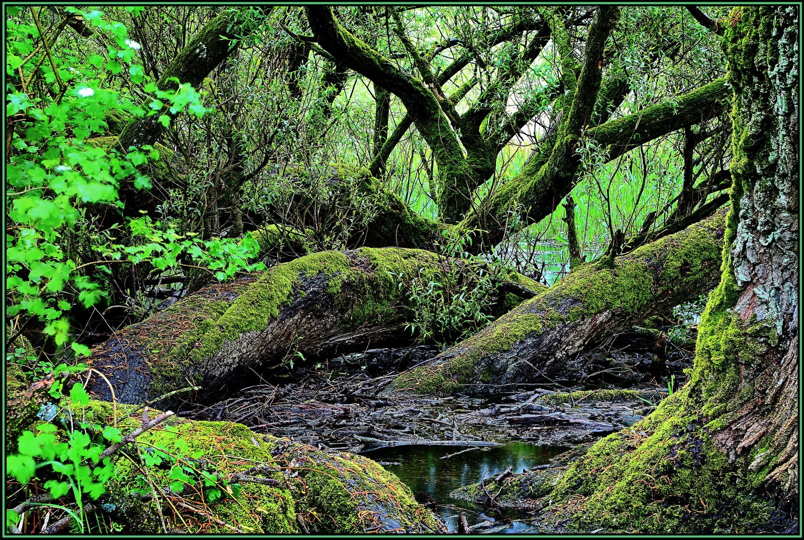 Urwald an der Aare II