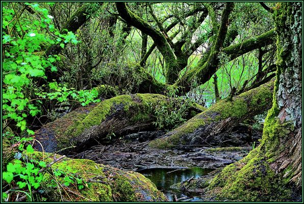 Urwald an der Aare II